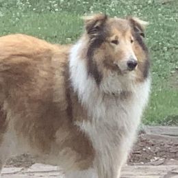Penny - Collie