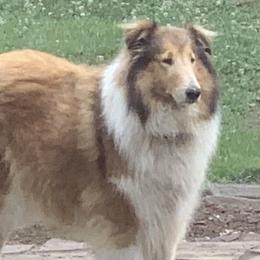 Penny - Collie