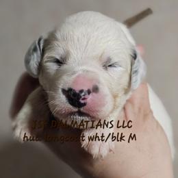 Brown - White and black male Dalmatian puppy in Conrath, Wisconsin from JSF Dalmatians LLC