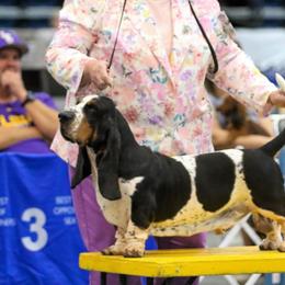 Cruz - Basset Hound
