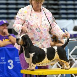 Cruz - Basset Hound
