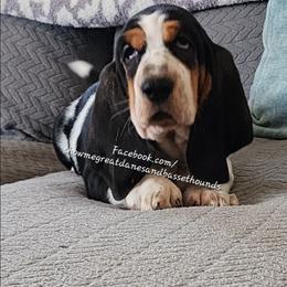 Red collar - Black white and brown female Basset Hound puppy in Alton, Illinois from Show Me Great Danes and Basset Hounds