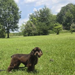 Toffee - Cocker Spaniel