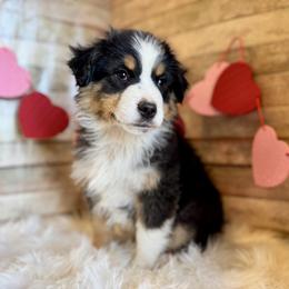 Roscoe - Black tri male Miniature American Shepherd puppy in Ash Grove, Missouri from 3 Barrels Farms, LLC
