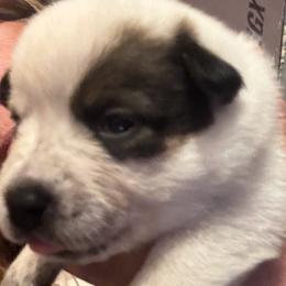 Girl 1 - Red speckled female Australian Cattle Dog puppy in Valley Mills, Texas from Bottoms Up Cattle Dogs