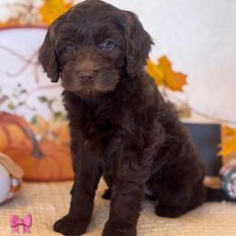 Brownie - Chocolate female Goldendoodle puppy in Caldwell, Idaho from Leila Pearson