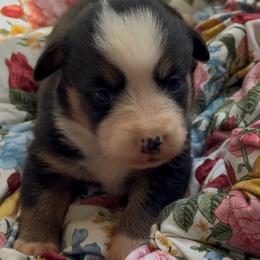 Shadow - Black and tan female American Corgi puppy in Graham, Texas from Wild West Corgis