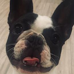 French Bulldogs from Honey Dipped Paws