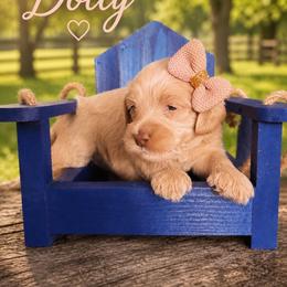 Dolly (Parton) - Caramel cream female Australian Labradoodle puppy in Millville, California from Hope Lane Kennels