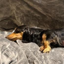 Betty - Dachshund