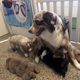 Australian Shepherd Puppies from Oma K’s Aussies