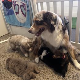 Australian Shepherd Puppies from Oma K’s Aussies