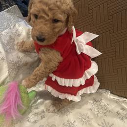 Precious - Red  female Poodle puppy in Mobile, Alabama from Semmy’s Standard Poodle LLC