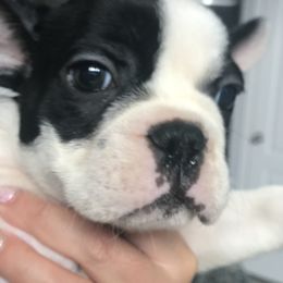 French Bulldog Puppies from Bouledogue Royal