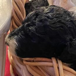 Goldendoodle and Poodle Puppies from Elizabeth Rocha's Doodles