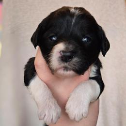 Black Widow - Black and white female Sheepadoodle puppy in Ashton, Idaho from Kerr Kanine Ranch