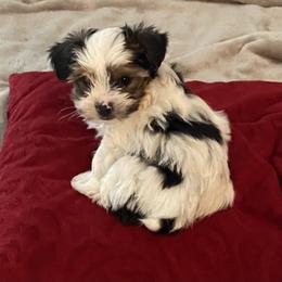 Little Boy Green - Parti male Yorkshire Terrier puppy in Racine, Wisconsin from Sweet Fur Babies