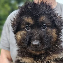 Harley - Black and red German Shepherd puppy in Columbus, Indiana from Stony Lonesome GSD