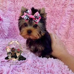 Capri - Black and tan female Yorkshire Terrier puppy in Statesboro, Georgia from Harrington Yorkies