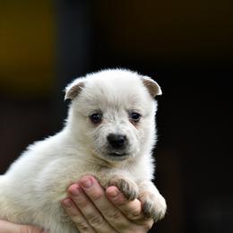 -Girl 2 - Red mottled female Australian Cattle Dog puppy in Kaufman, Texas from Emberwick Ranch