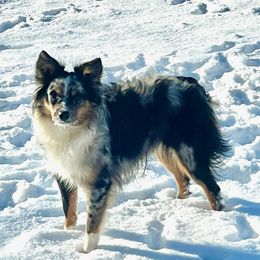 Rip - Miniature Australian Shepherd