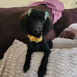 Layla - Poodle