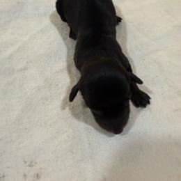 Black Tan Male - Black and tan male Dachshund puppy in Apopka, Florida from The HotDog Stand
