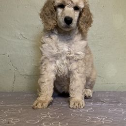 Poodle Puppies from Mozaic Standard Poodles
