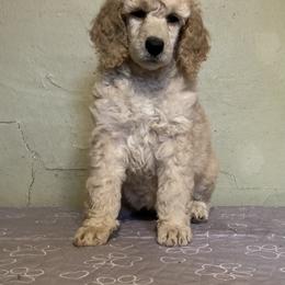 Poodle Puppies from Mozaic Standard Poodles
