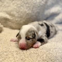 Black collar - Blue merle male Australian Koolie puppy in West Richland, Washington from KittyHawkKoolies