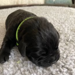 'Fetch' (Neon Green collar) - Black male Labrador Retriever puppy in Grand Saline, Texas from Castle Hills Labradors