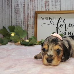 Dachshund Puppies from Heart 2 Heart Puppies