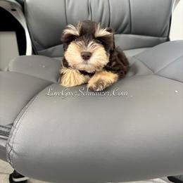 Miniature Schnauzer Puppies from Love Giver Schnauzers