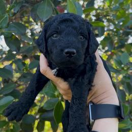 Beth - Black female Goldendoodle puppy in Cocoa, Florida from The Coastal Homestead