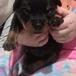 Boy 3 - Black and mahogany male Rottweiler puppy in San Antonio, Texas from HAUS OF RZA