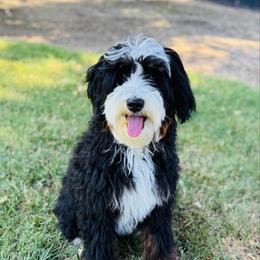 Bugatti - Bernedoodle