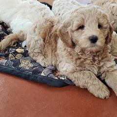 Goldendoodle, Labradoodle, and Double Doodle Puppies from Cedar Hill Labradoodles