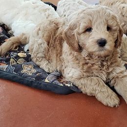 Goldendoodle, Labradoodle, and Double Doodle Puppies from Cedar Hill Labradoodles
