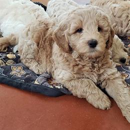 Goldendoodle, Labradoodle, and Double Doodle Puppies from Cedar Hill Labradoodles