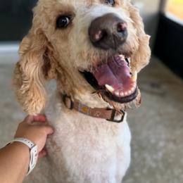 Winter - Parti male Goldendoodle puppy in Minneola, Florida from Unike Puppies