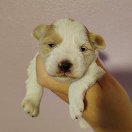 Parti boy - Parti male Miniature Schnauzer puppy in Florida from Central Florida Schnauzers