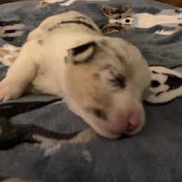 American Corgi Puppies from Mac-Kuz Kennels