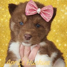 Yellow collar girl - Red and white female Siberian Husky puppy in Terre Haute, Indiana from April's Huskies