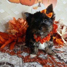 Queen EnaMi - Black and gold female Yorkshire Terrier puppy in Humble, Texas from Marnax Yorkshire Babies