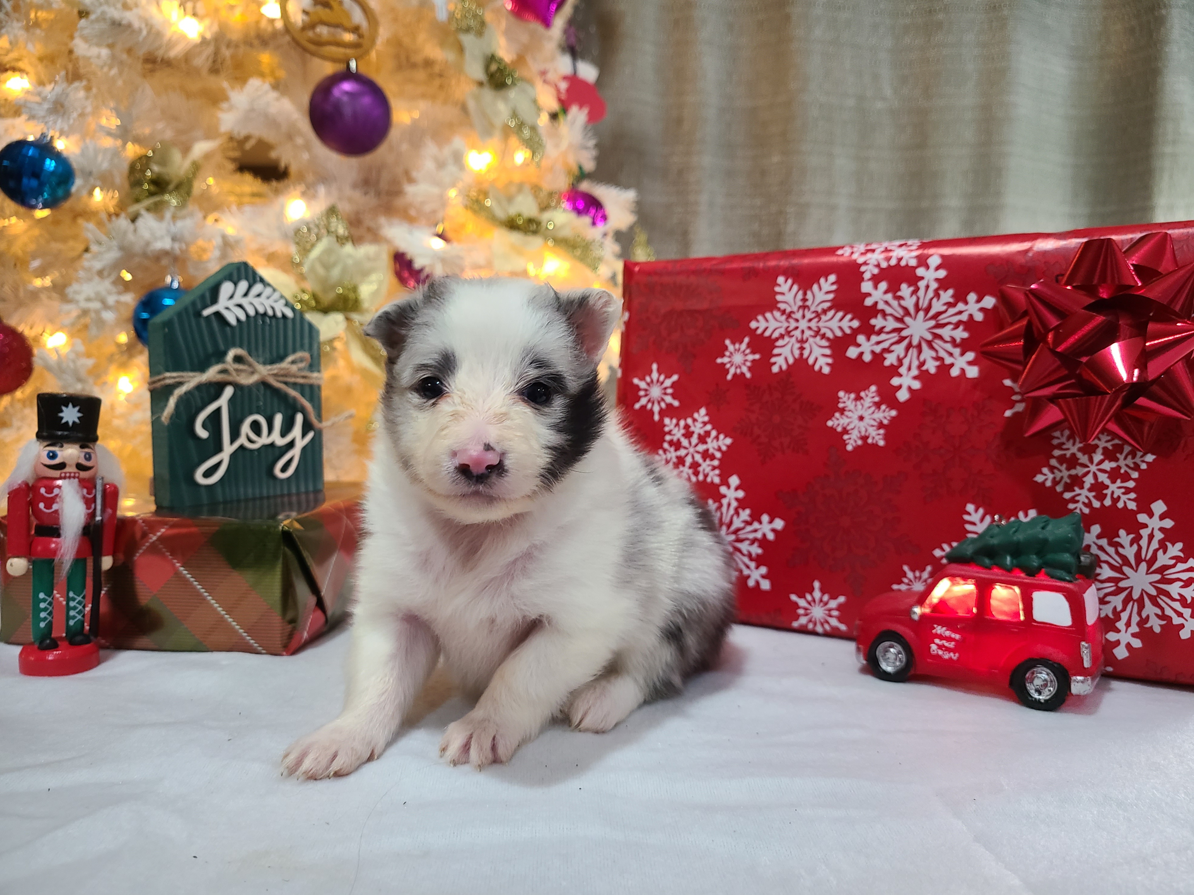 Shetland Sheepdog Puppies from Henotic Homestead's Shetland Sheepdogs