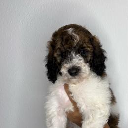 Gambit - Sable male Poodle puppy in Plant City, Florida from Empire Poodles