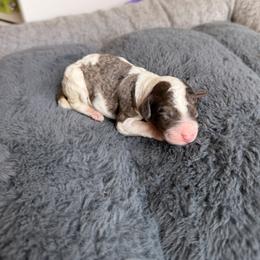 Boy 4 - male Aussiedoodle puppy in Jacksonville, Florida from Lolo’s Aussiedoodle