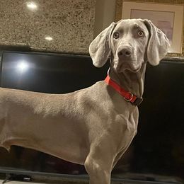 Gatsby - Weimaraner