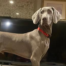 Gatsby - Weimaraner