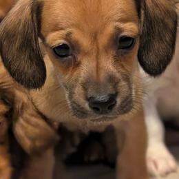 Theo - Sable male Dachshund puppy in Waddell, Arizona from The Bearded Companions